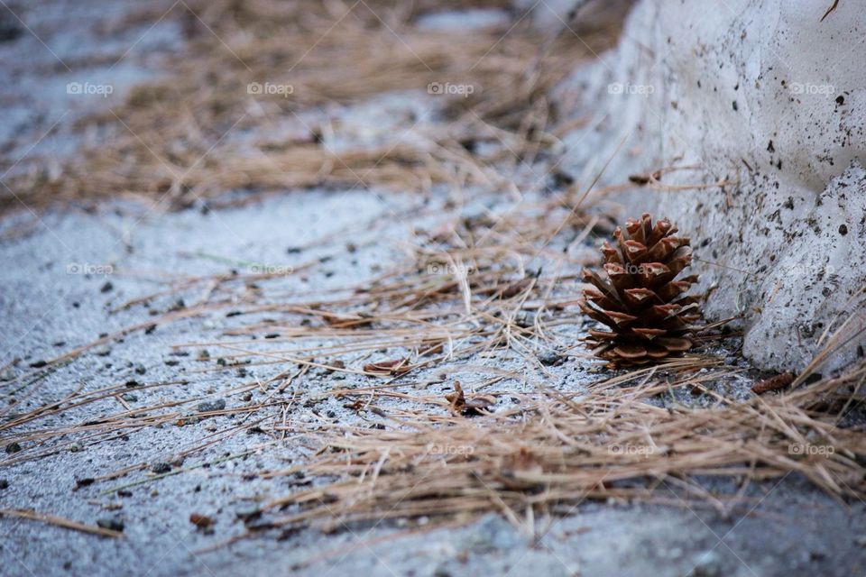 A lonely pine cone rests in the warm embrace of the icy curb 