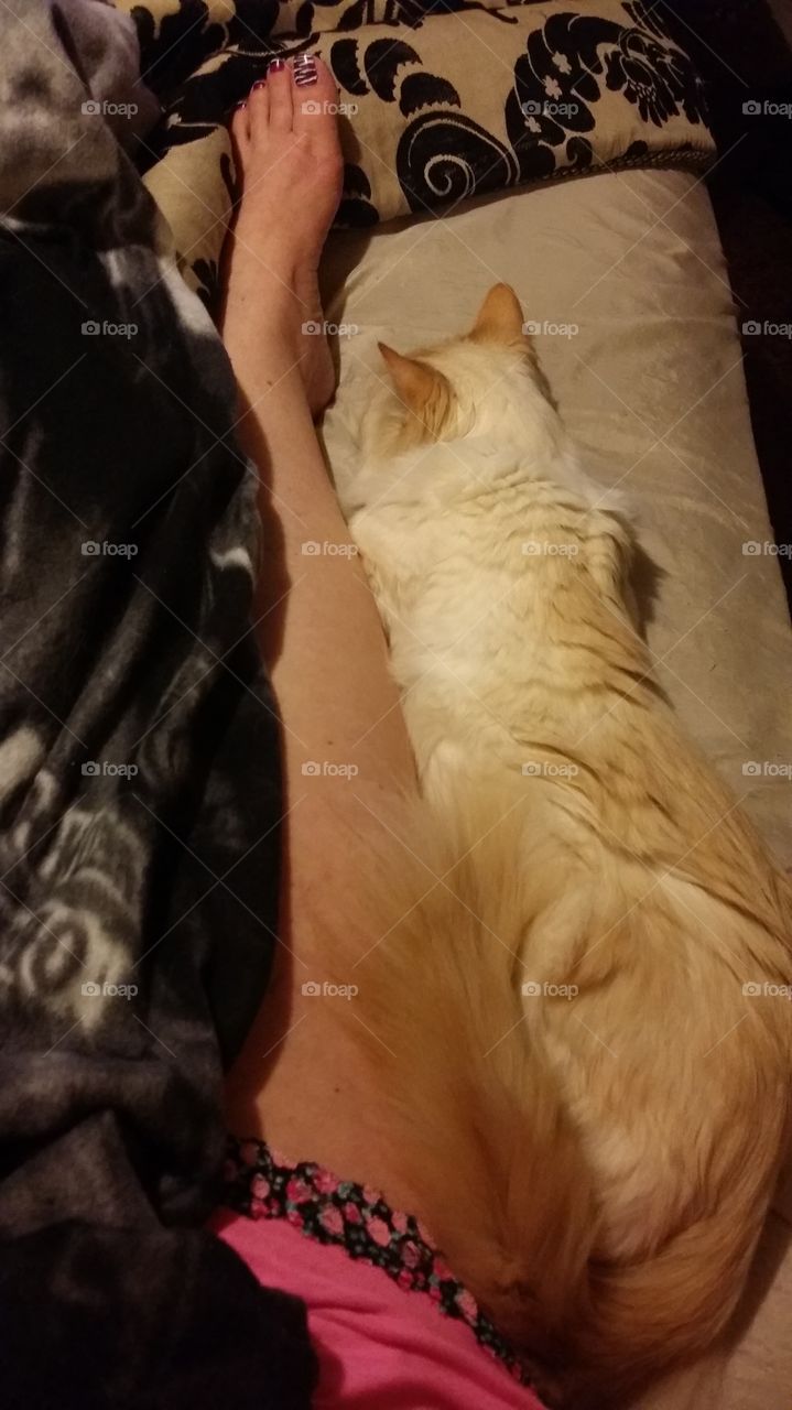 Cat Sleeping Between Legs... (then rooted my right leg off the bed)