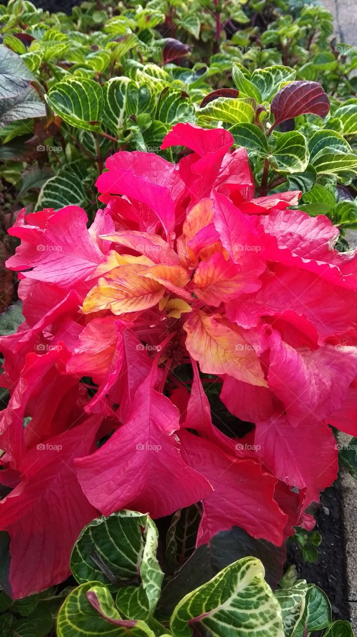 осень, природа, цветы