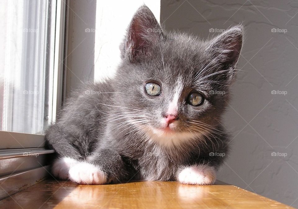 Gray and White Foster Kitten