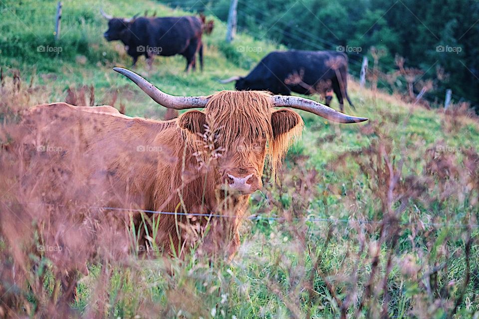 Cow in a field, cow hiding behind some grass, in the field on a farm, highland cows in Canand