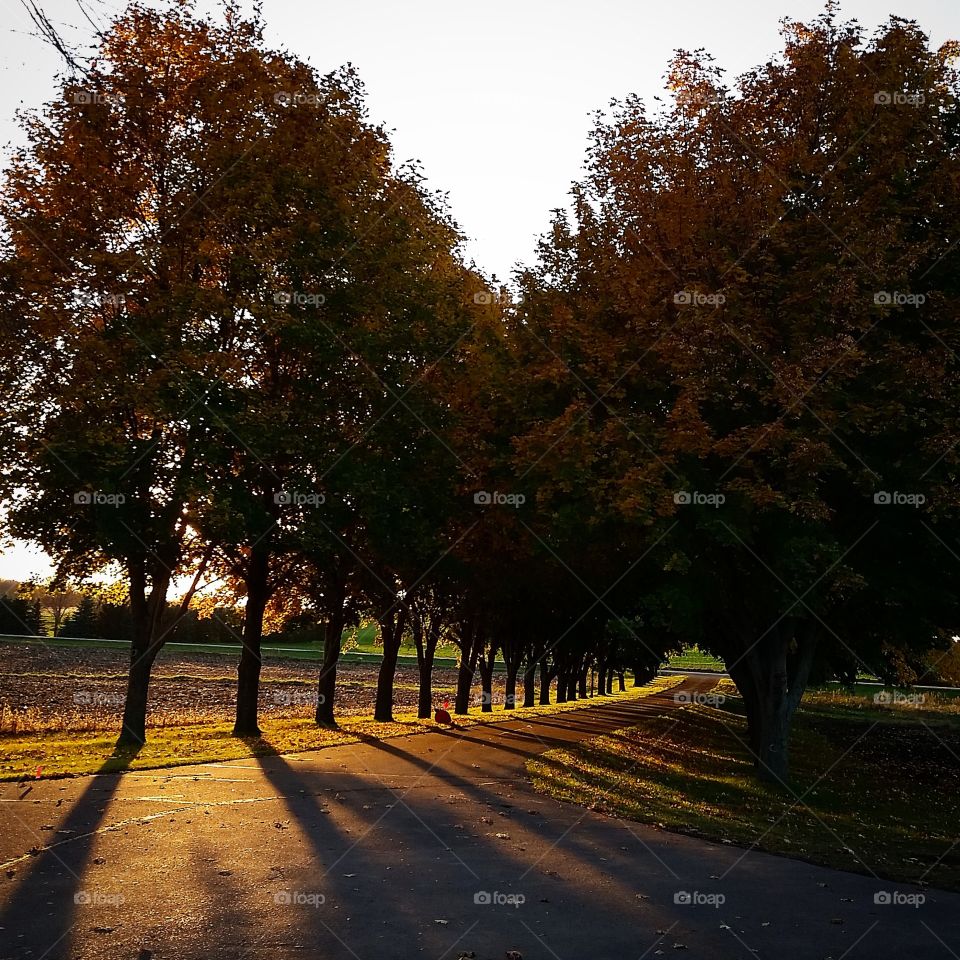 Tree-lined Drive