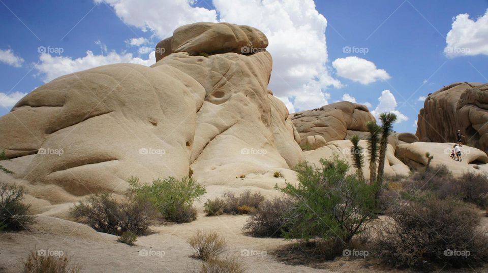 Joshua Tree