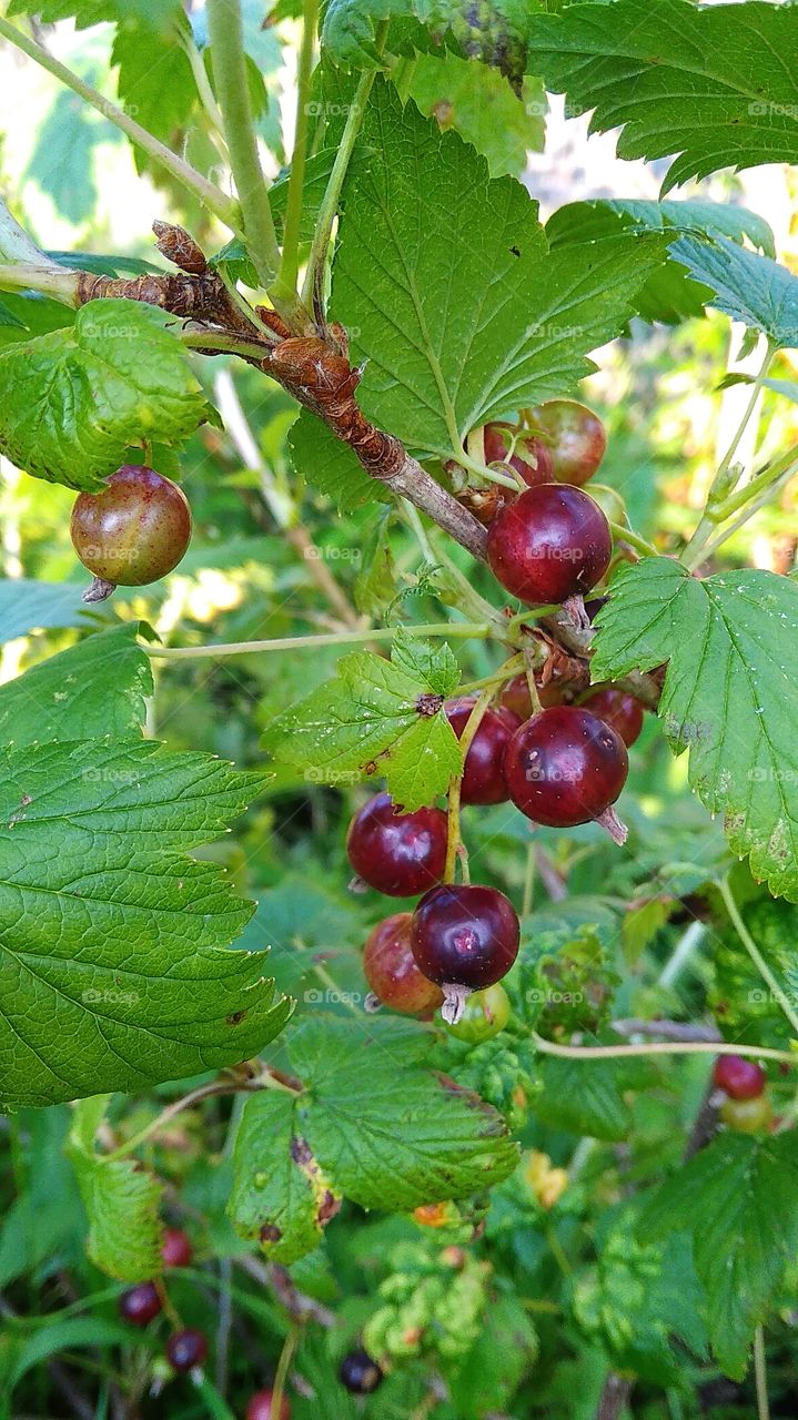 Black currant berries on the branches