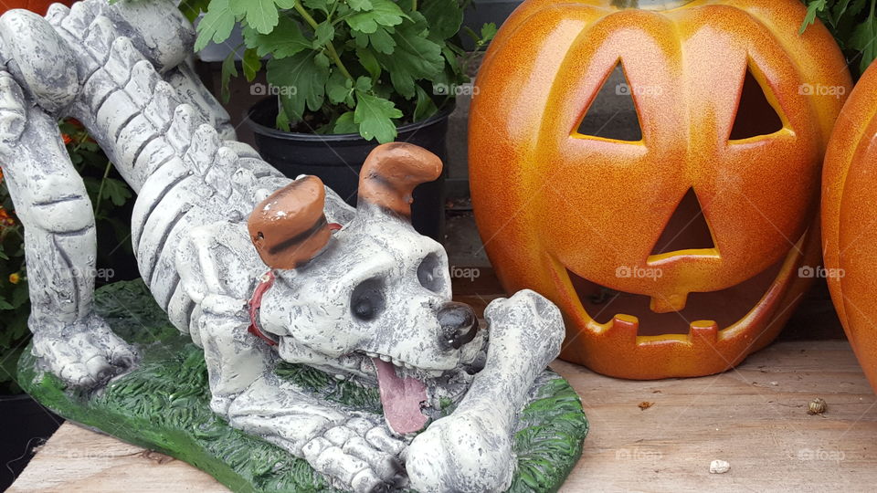 skeledog and his pumpkin friend