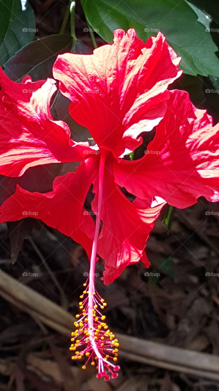 Red tropical flowers