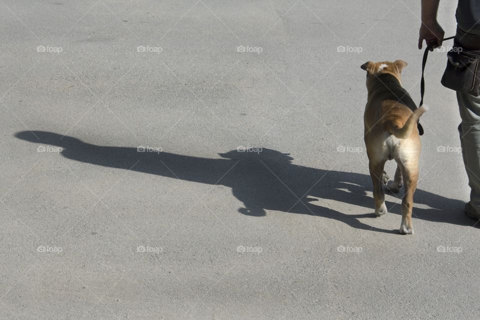 Dog and Dog Shadow