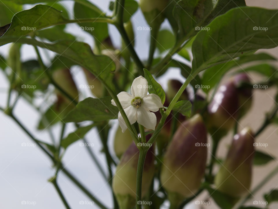 green spring nature flower by a.bilbaisi