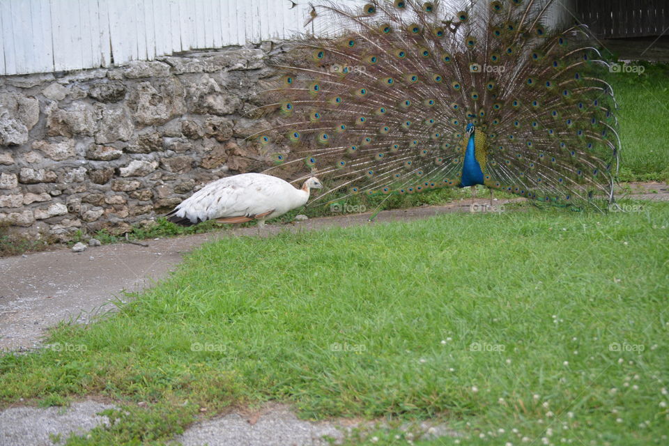 peacocks