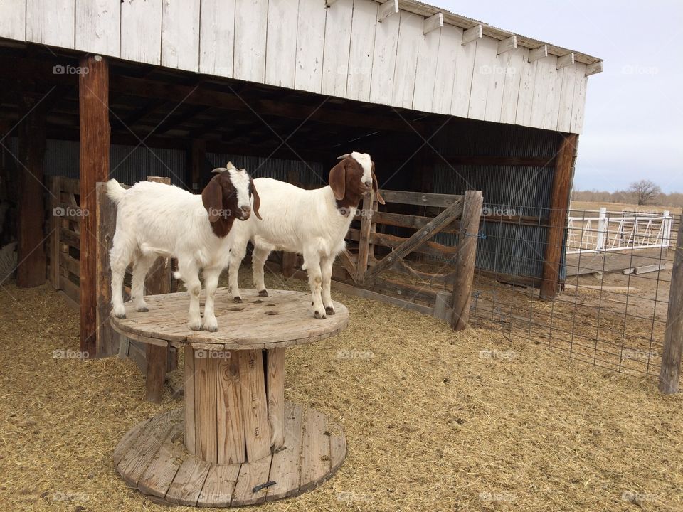 Goats on a farm