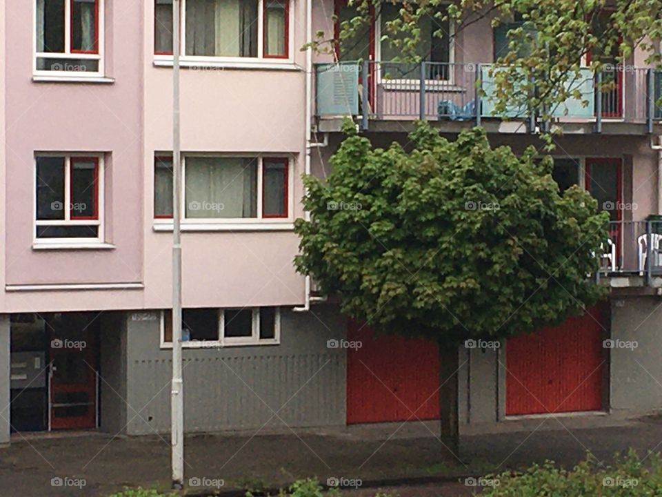 beautiful tree in the street the netherlands