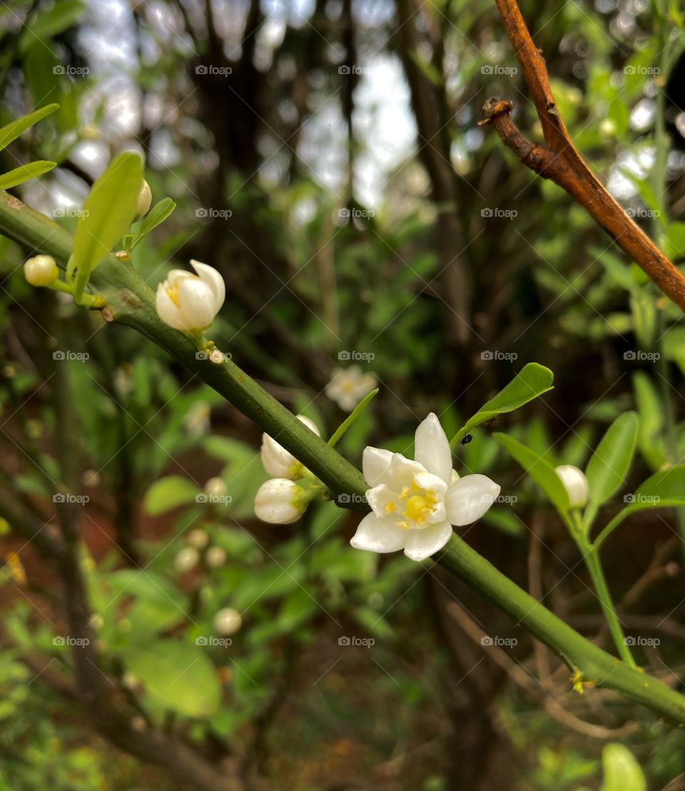 🌹 🇺🇸 Very beautiful flowers to brighten our day.  Live nature and its beauty. Did you like the delicate petals? / 🇧🇷 Flores muito bonitas para alegrar nosso dia. Viva a natureza e sua beleza. Gostaram das pétalas delicadas? 