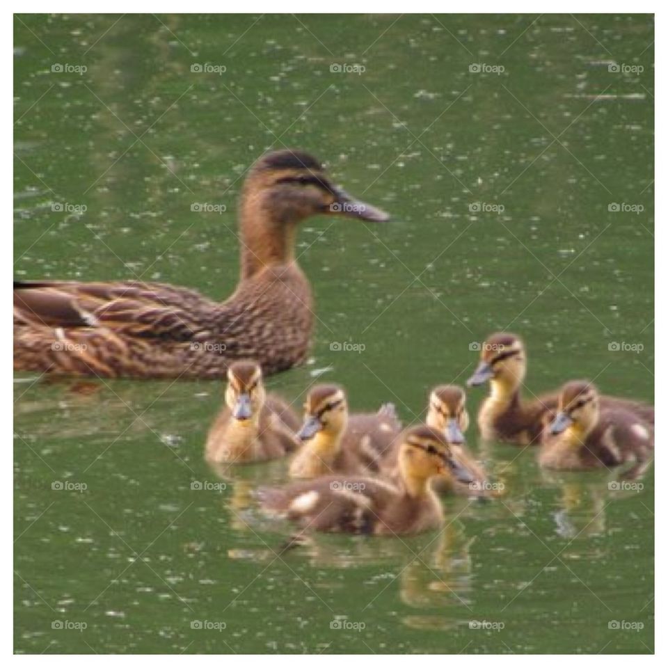 The Brood