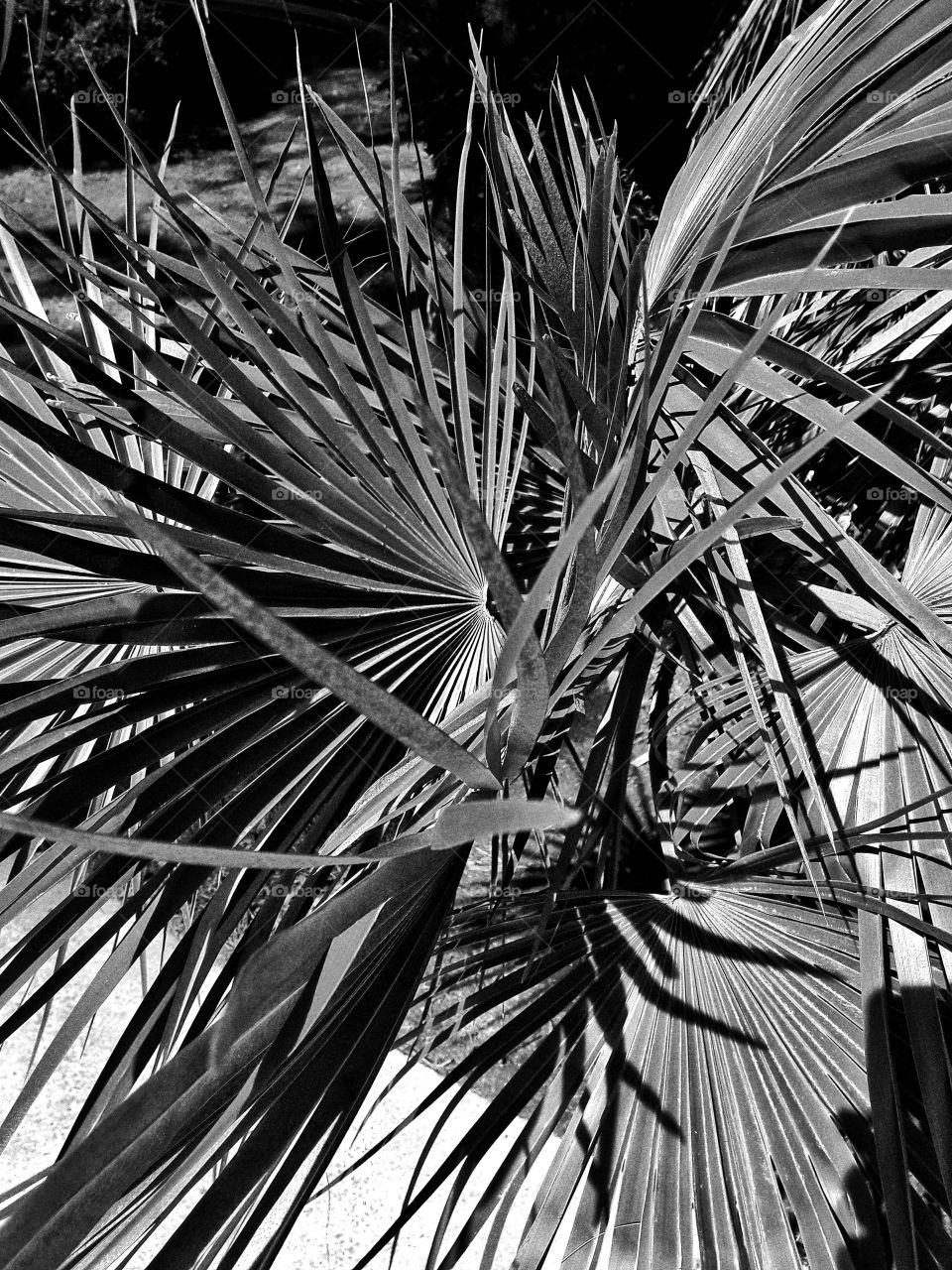 Palm, No Person, Tropical, Beach, Tree