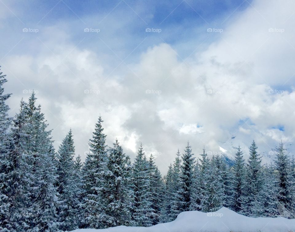 Snow, Winter, Wood, Cold, Frost