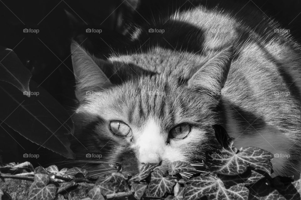 Katze in schwarz weiss