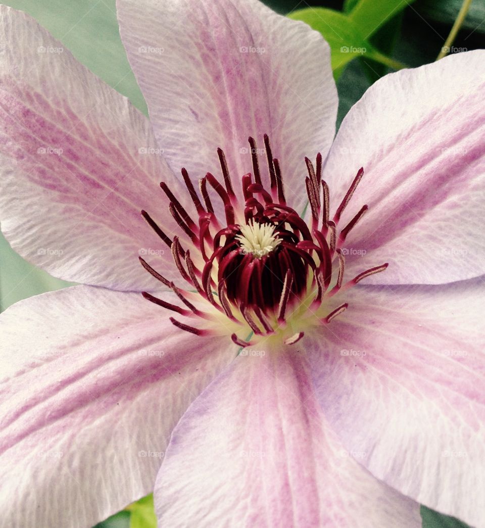 Pink blossom 