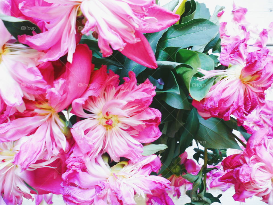 pink bouquet of wilted pion flowers