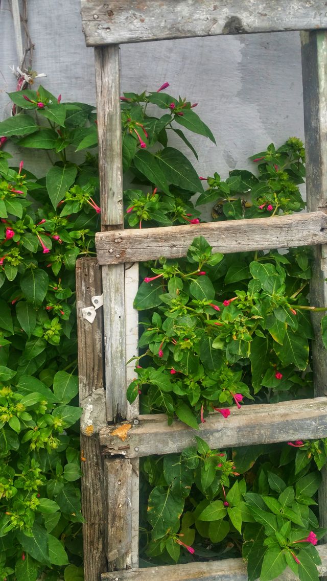Four o'clock and Ladder