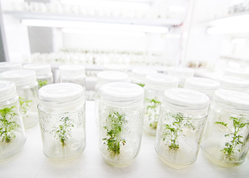 seed agriculture plant