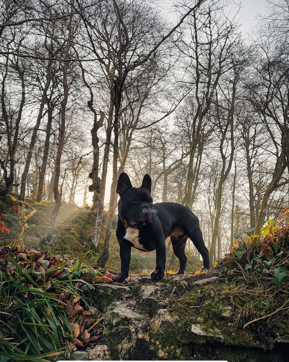 Ronald the French bulldog stands proud in a English wood. Sunlight streams through the trees