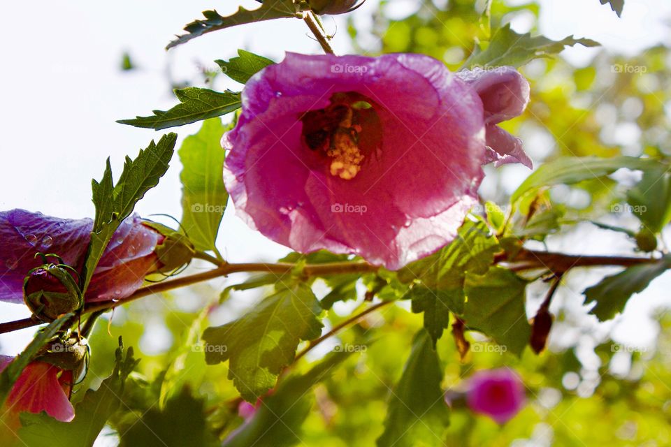 Bee in flower