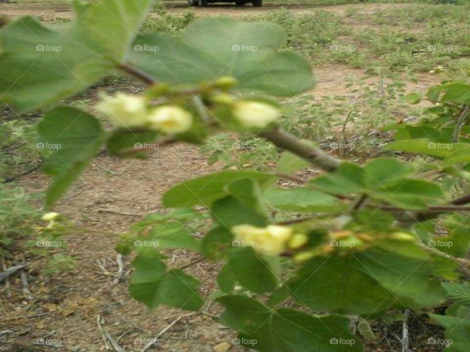 FLOR DA CAATINGA