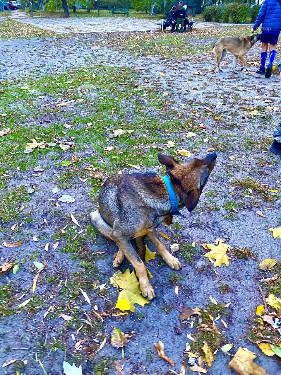 #ground #doggie #scratching
# Autumn #