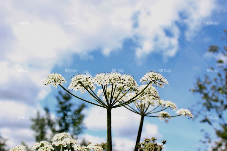 Nature, No Person, Summer, Flower, Outdoors