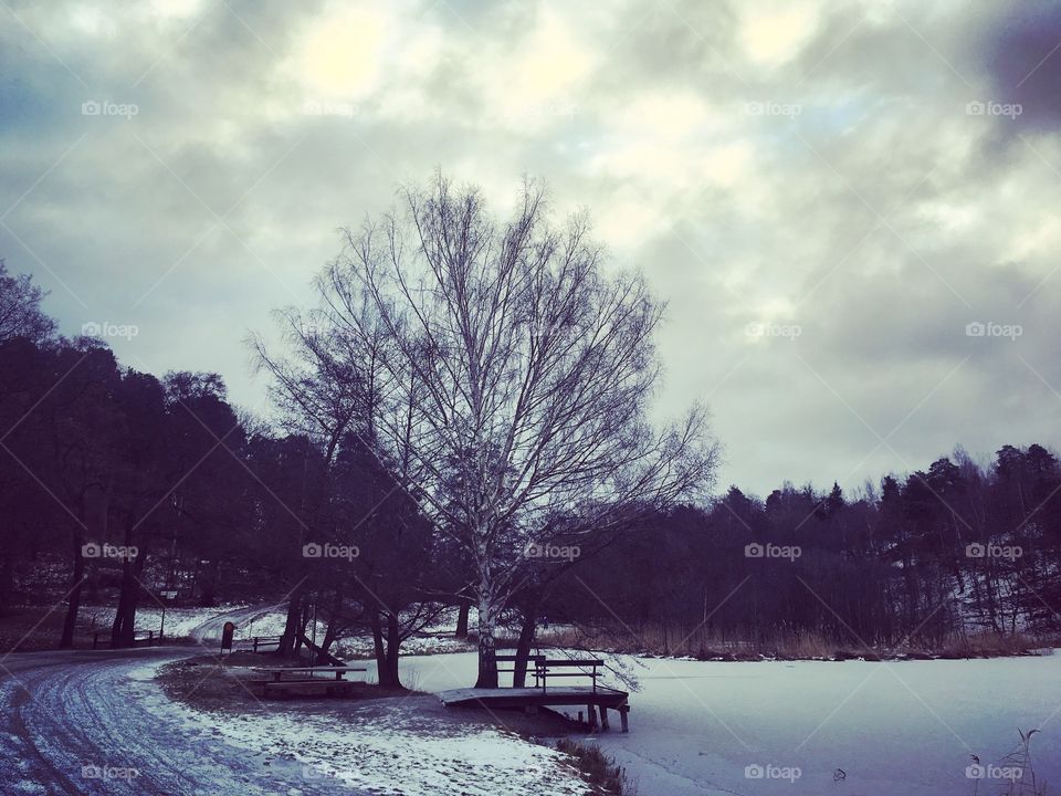 Winter landscape