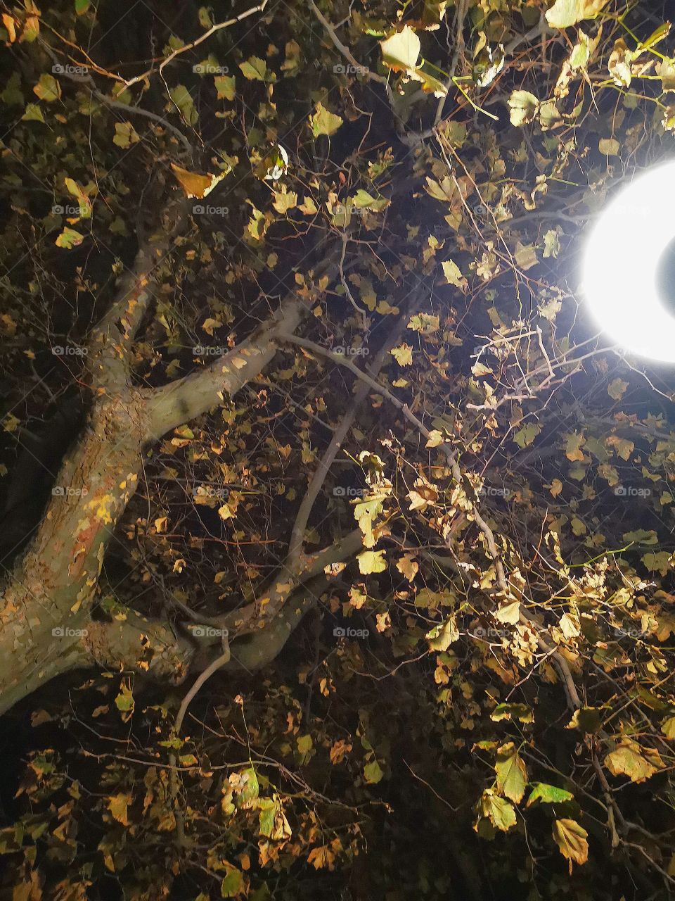 Nocturno, gran árbol y farola.