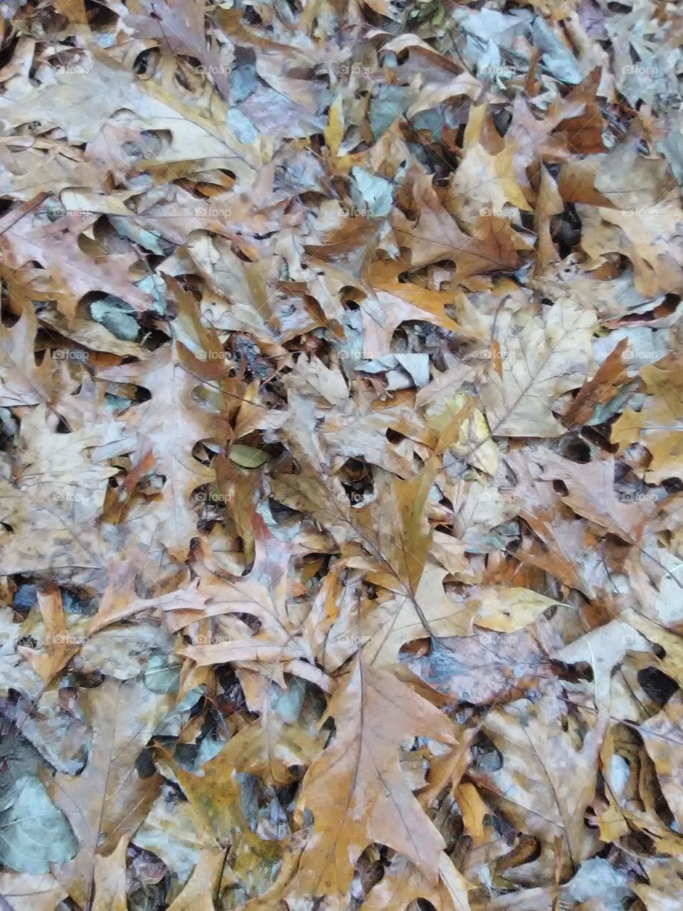 leaves on a wet fall day
