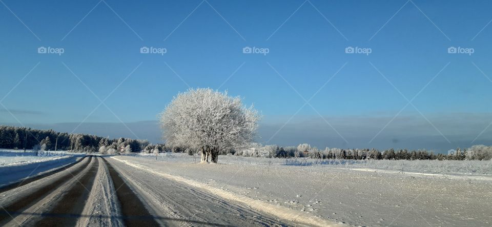 встречающий у дороги...зима