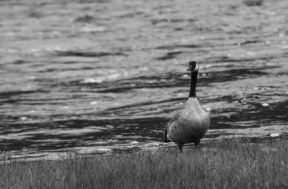 Canadian goose in Yellowstone