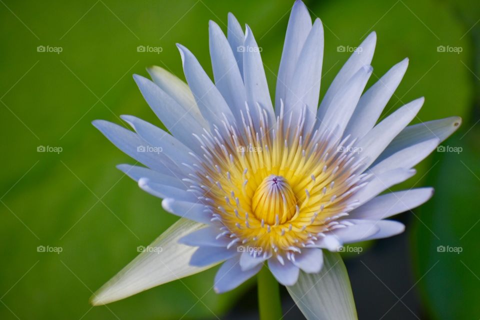 Lily pad flower