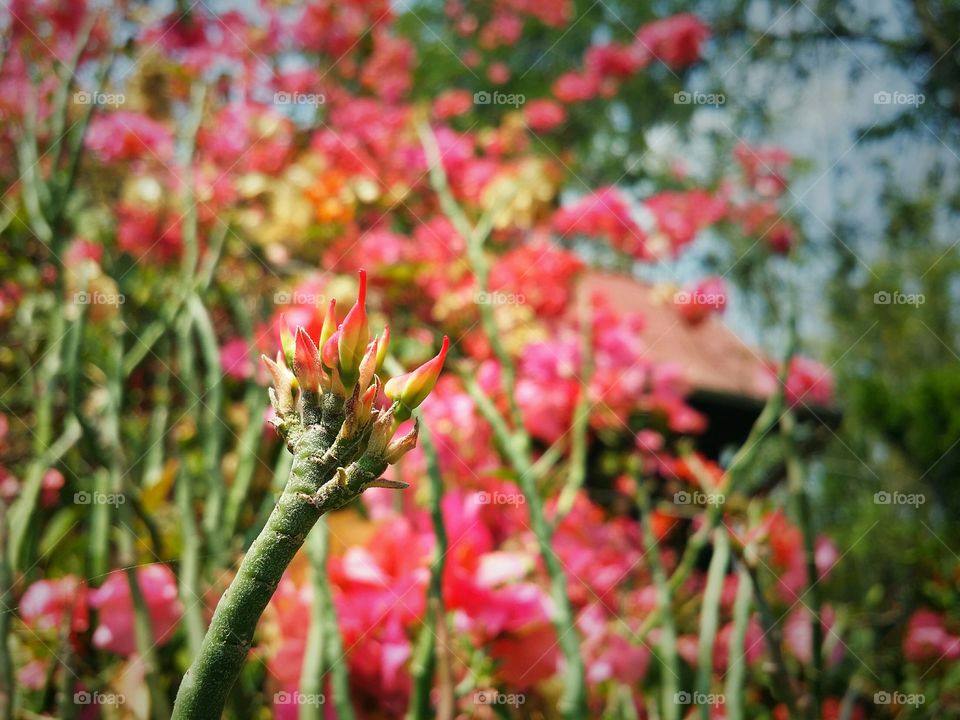 The flowers blooming in Spring season.