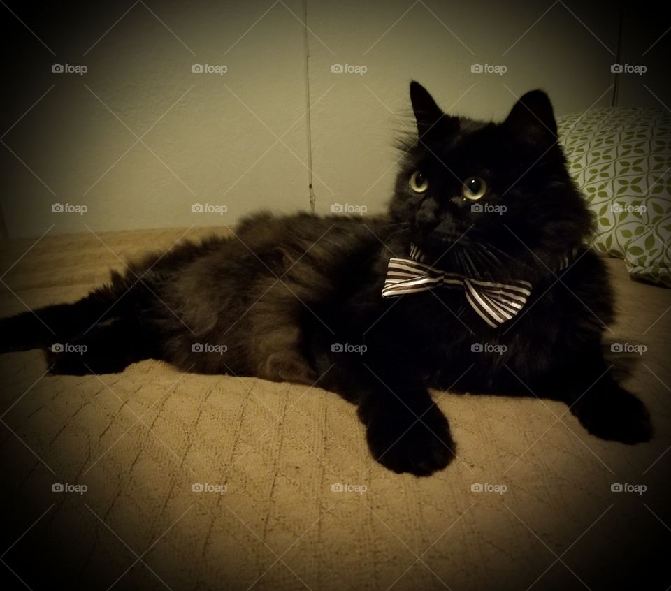 Black Cat with a Bowtie