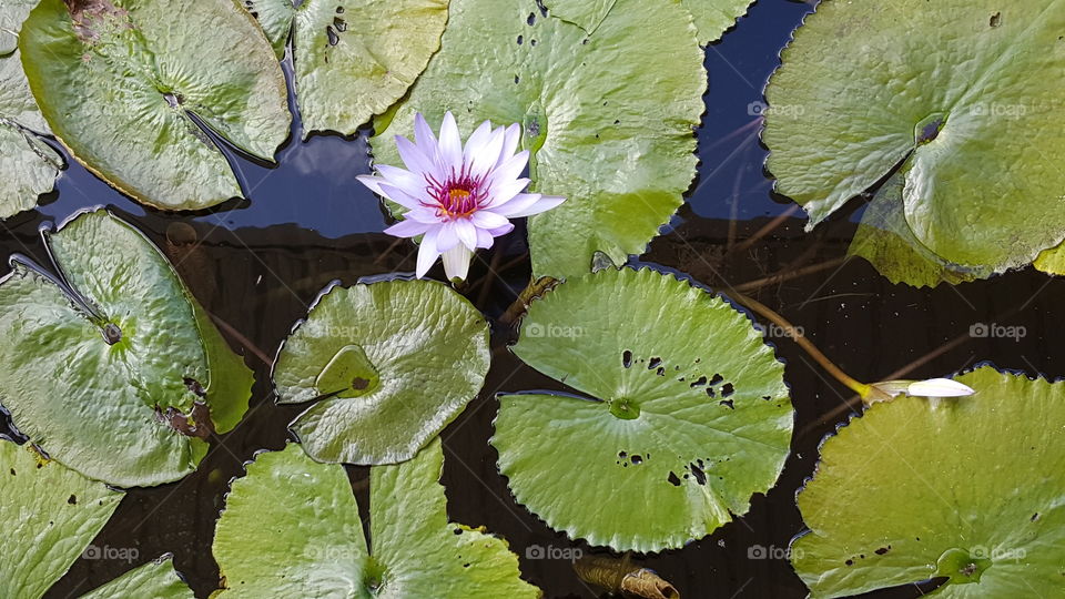 Lotus, Pool, Leaf, Lily, Flora