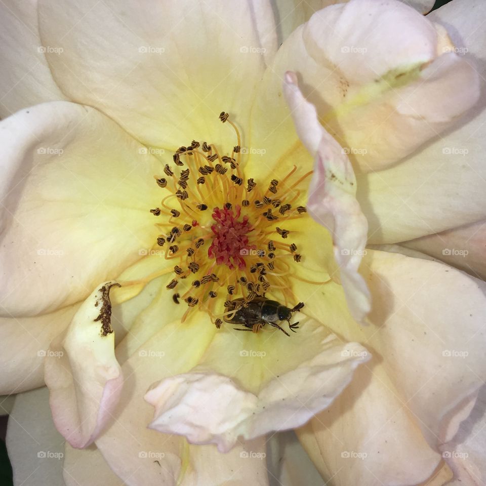 White rose full bloom with bug inside!