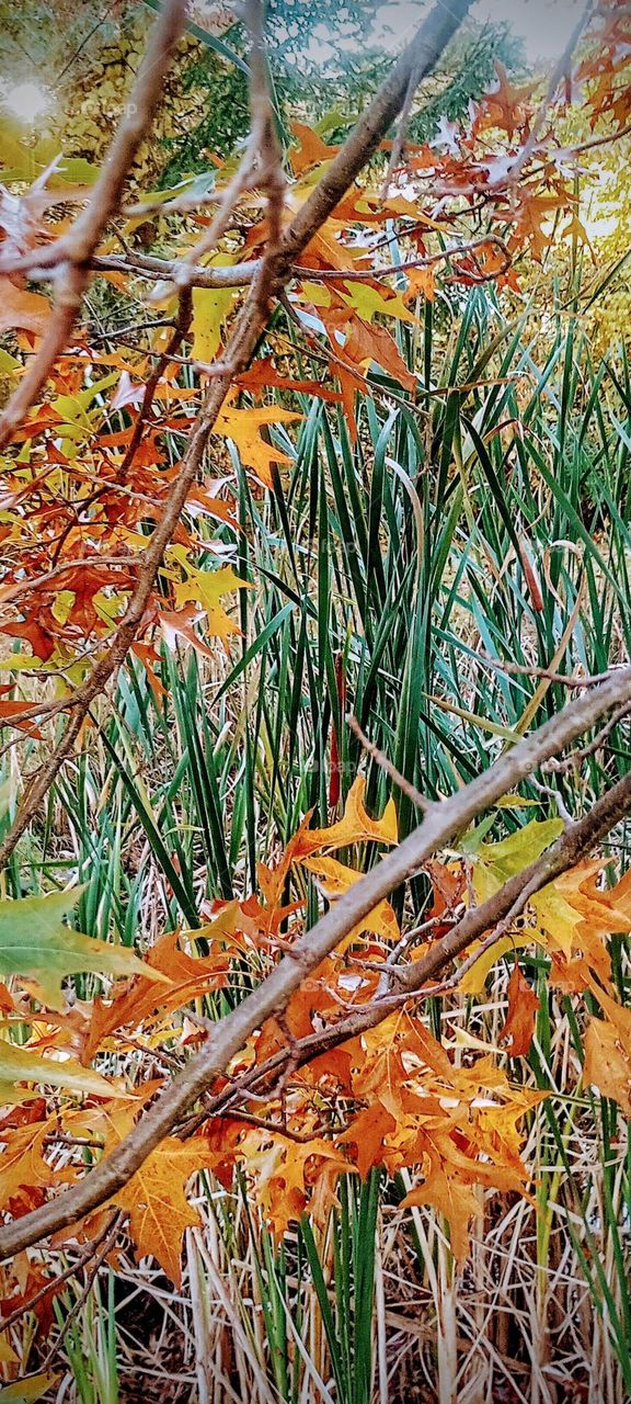 Leaves and Cattails