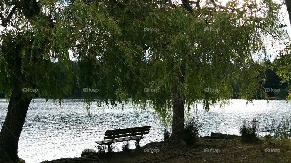 Bench by the lake. Nice quiet bench by the lake on my evening dog walk
