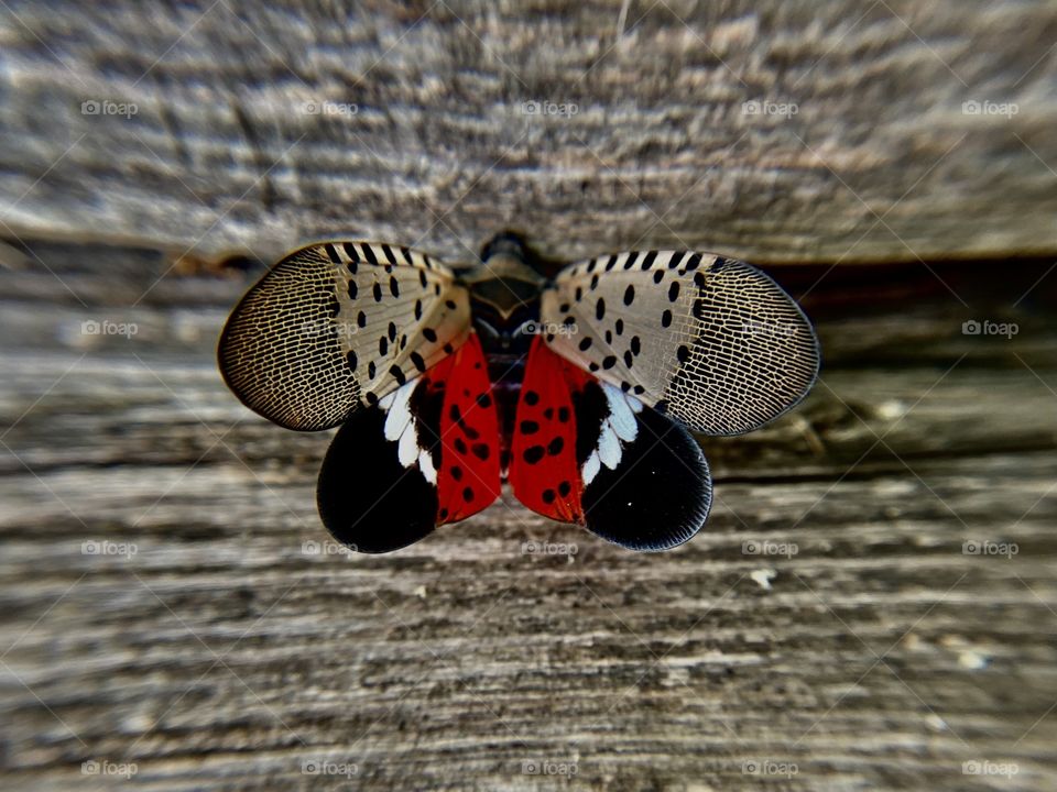 Lanternfly 
