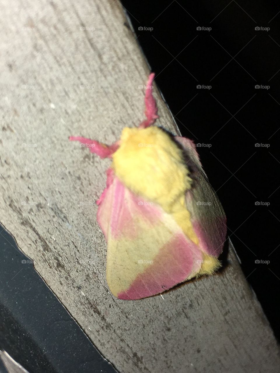 Crazy looking moth