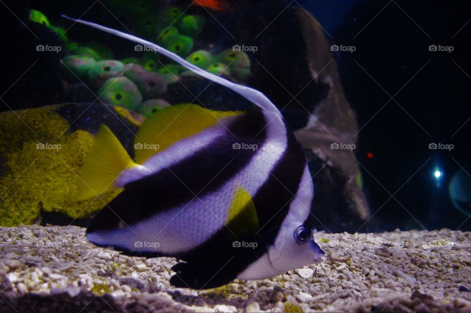 macro shot in  aquarium