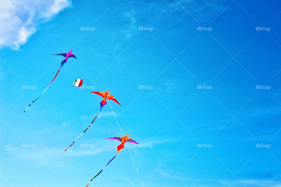 Kites flying in sky