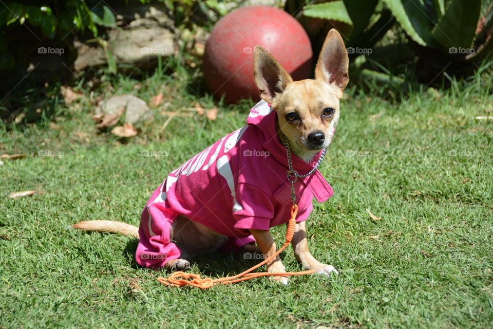 Cute chihuahua pet dog wearing a Halloween pink skeleton costume 