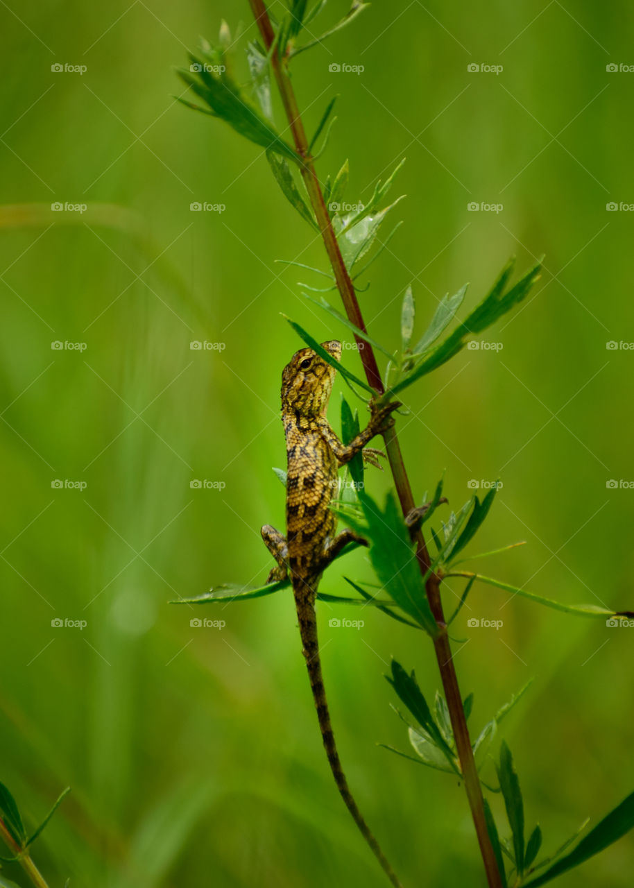 oraintal garden lizard on plant.
Dreams do come true.  They have to live in reality.  They have to work day and night with true diligence.  Whether the dream is big or small, no power can stop the world from fulfilling it.