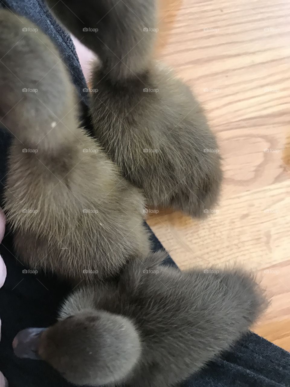 Baby ducks 