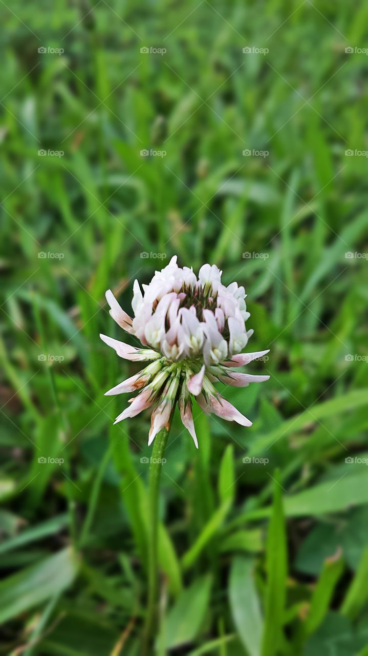 White Clover Flower. Wildflower