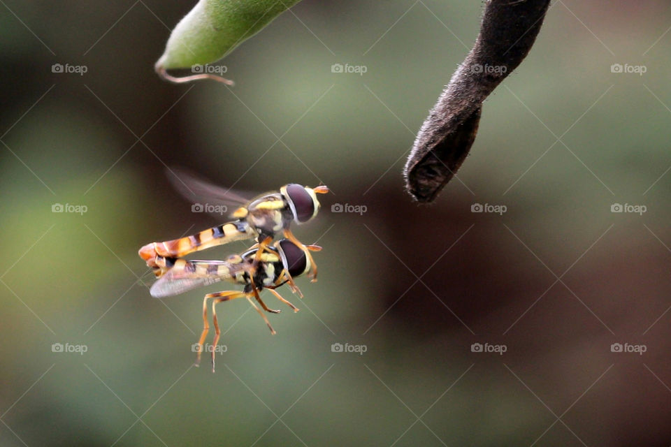 bees mate while flying.